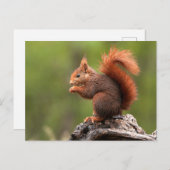 Eichhörnchen Postkarte (Vorne/Hinten)