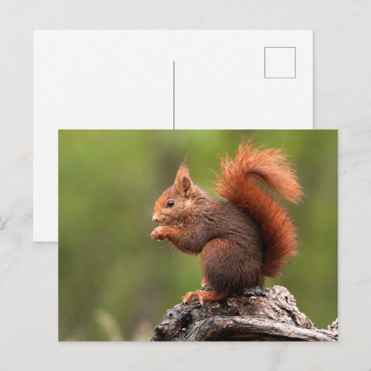 Eichhörnchen Postkarte (Vorne/Hinten)
