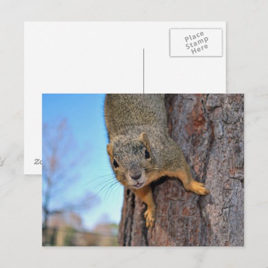 Eichhörnchen! Postkarte (Vorne/Hinten)