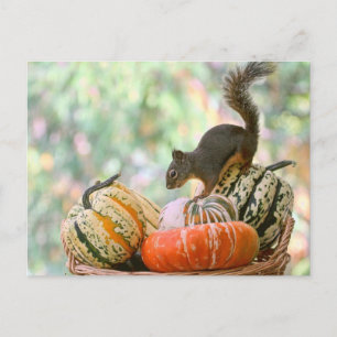 Eichhörnchen Postkarte