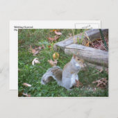 Eichhörnchen Postkarte (Vorne/Hinten)