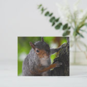Eichhörnchen Postkarte (Stehend Vorderseite)