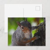 Eichhörnchen Postkarte (Vorne/Hinten)