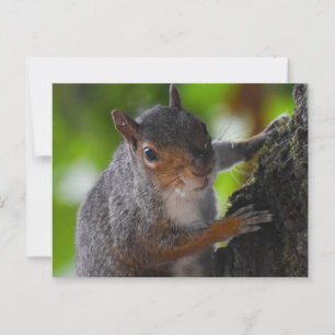 Eichhörnchen Postkarte