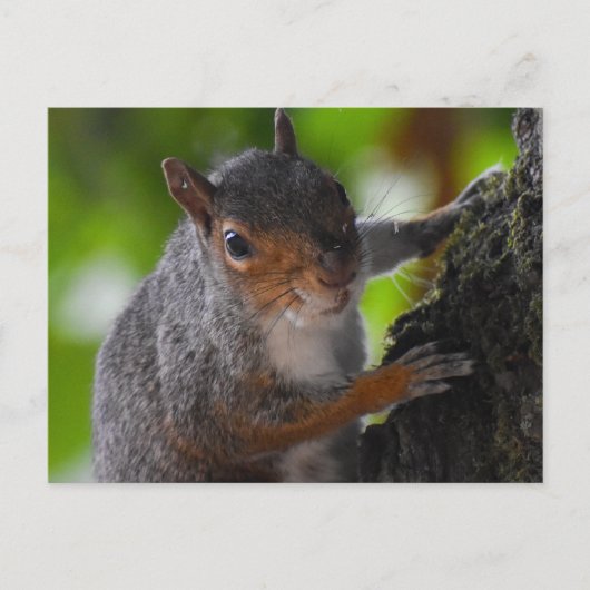 Eichhörnchen Postkarte (Vorderseite)