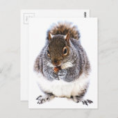 Eichhörnchen Postkarte (Vorne/Hinten)