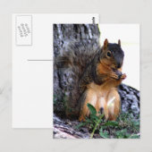 Eichhörnchen Postkarte (Vorne/Hinten)