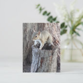 Eichhörnchen Postkarte (Stehend Vorderseite)