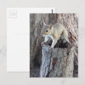Eichhörnchen Postkarte (Vorne/Hinten)