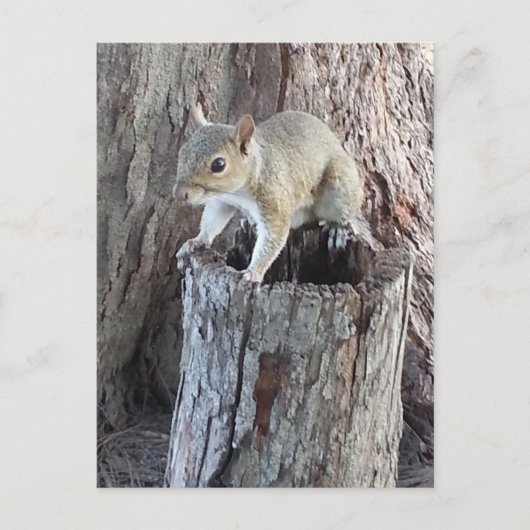 Eichhörnchen Postkarte (Vorderseite)