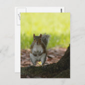 Eichhörnchen Postkarte (Vorne/Hinten)