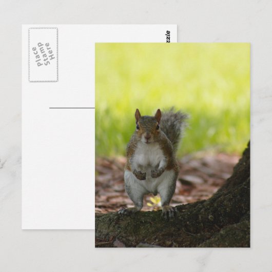 Eichhörnchen Postkarte (Vorne/Hinten)