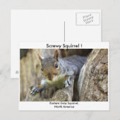 Eichhörnchen! Postkarte (Vorne/Hinten)