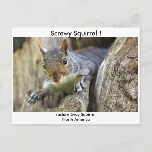 Eichhörnchen! Postkarte (Vorderseite)