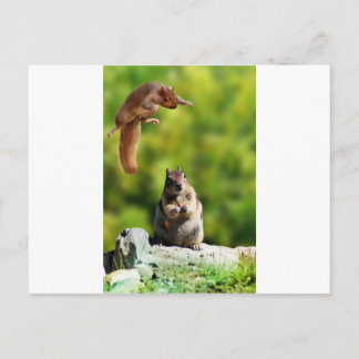 Eichhörnchen Postkarte