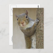 Eichhörnchen Postkarte (Vorne/Hinten)