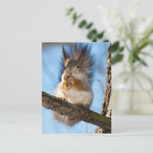 Eichhörnchen Postkarte (Stehend Vorderseite)