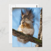 Eichhörnchen Postkarte (Vorne/Hinten)