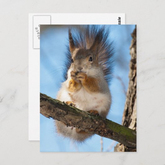 Eichhörnchen Postkarte (Vorne/Hinten)