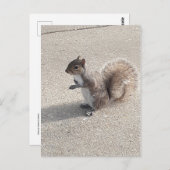 Eichhörnchen Postkarte (Vorne/Hinten)