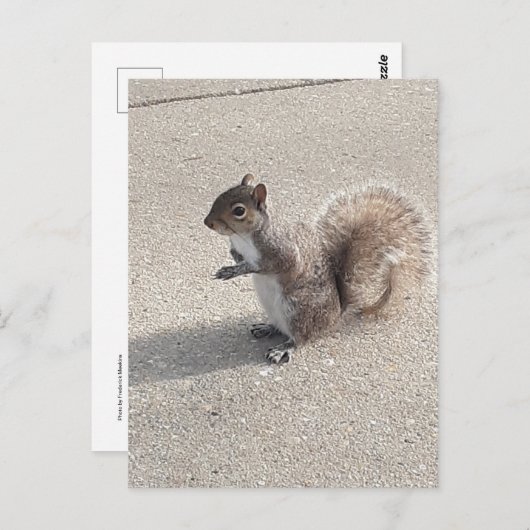 Eichhörnchen Postkarte (Vorne/Hinten)