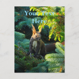 Eichhörnchen Postkarte