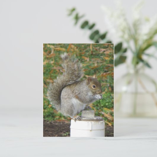 Eichhörnchen Postkarte (Stehend Vorderseite)