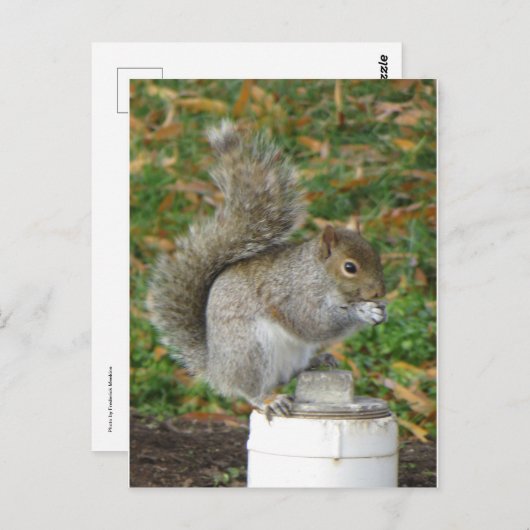 Eichhörnchen Postkarte (Vorne/Hinten)