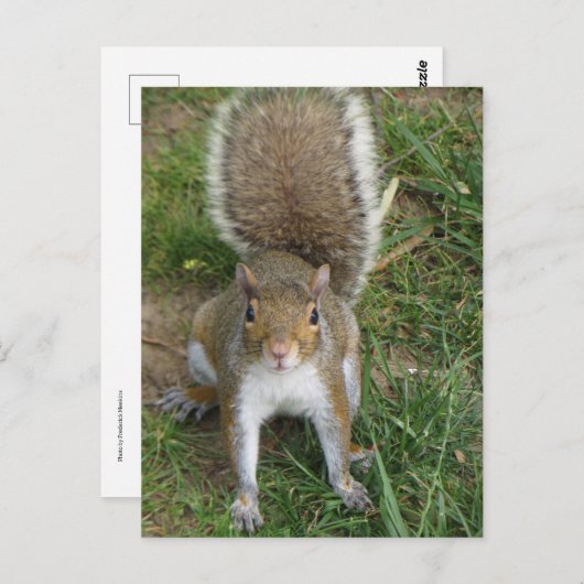 Eichhörnchen Postkarte (Vorne/Hinten)