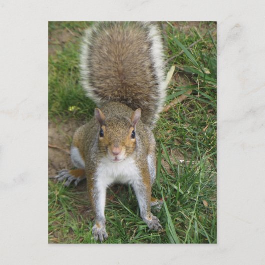 Eichhörnchen Postkarte (Vorderseite)