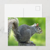 Eichhörnchen Postkarte (Vorne/Hinten)