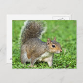 Eichhörnchen Postkarte (Vorne/Hinten)