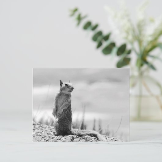 Eichhörnchen Postkarte (Stehend Vorderseite)