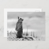 Eichhörnchen Postkarte (Vorne/Hinten)