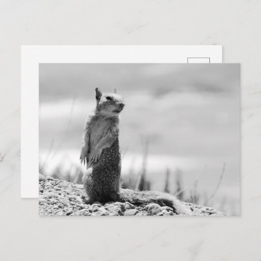 Eichhörnchen Postkarte (Vorne/Hinten)