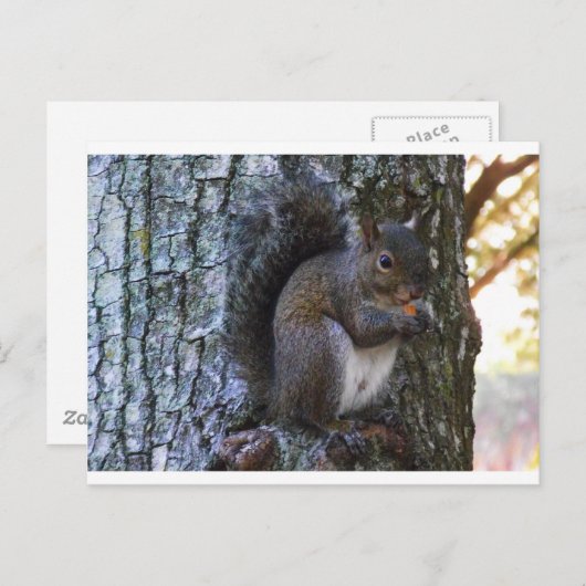 Eichhörnchen Postkarte (Vorne/Hinten)