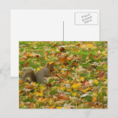 Eichhörnchen Postkarte (Vorne/Hinten)