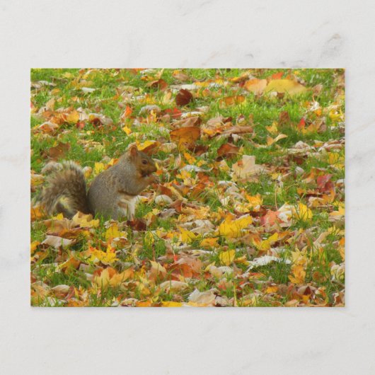 Eichhörnchen Postkarte (Vorderseite)