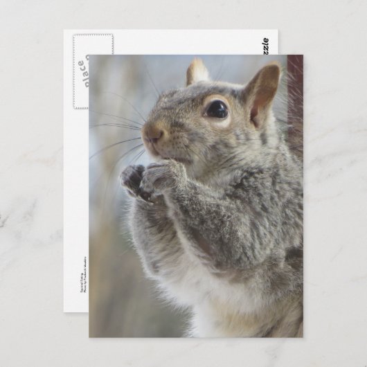 Eichhörnchen Postkarte (Vorne/Hinten)