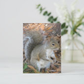 Eichhörnchen Postkarte (Stehend Vorderseite)