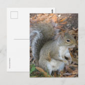 Eichhörnchen Postkarte (Vorne/Hinten)