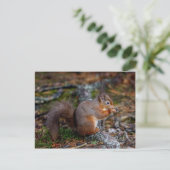Eichhörnchen Postkarte (Stehend Vorderseite)