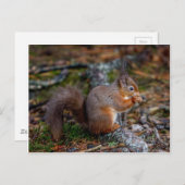 Eichhörnchen Postkarte (Vorne/Hinten)