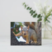 Eichhörnchen Postkarte (Stehend Vorderseite)