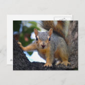 Eichhörnchen Postkarte (Vorne/Hinten)