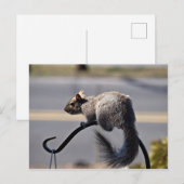 Eichhörnchen Postkarte (Vorne/Hinten)