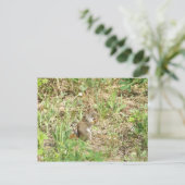 Eichhörnchen Postkarte (Stehend Vorderseite)