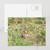 Eichhörnchen Postkarte (Vorne/Hinten)