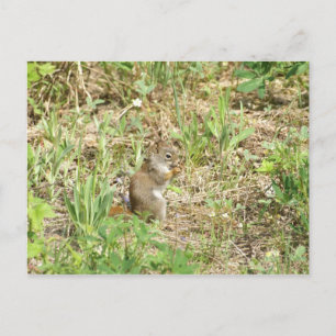Eichhörnchen Postkarte