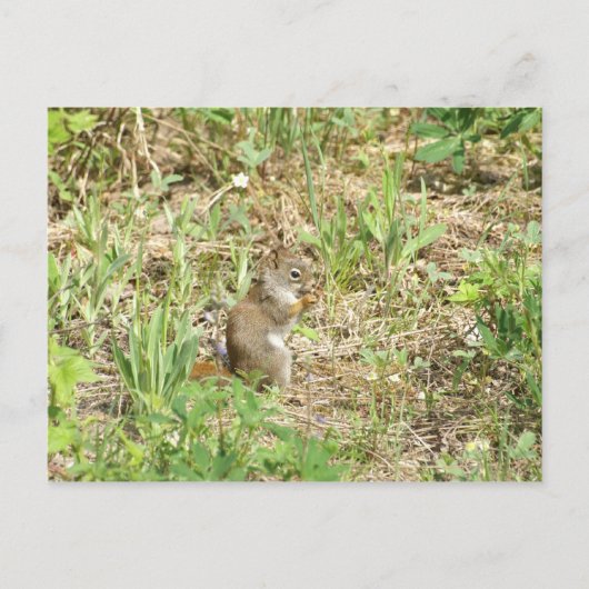 Eichhörnchen Postkarte (Vorderseite)